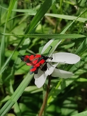Zygaena graslini