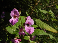 Impatiens glandulifera