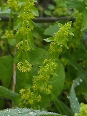 Cruciata articulata