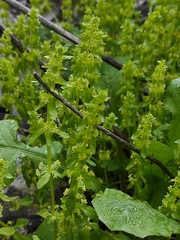 Cruciata articulata