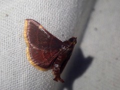 Hypsopygia marthalis