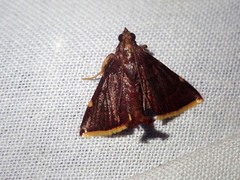 Hypsopygia marthalis