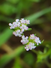 Valerianella vesicaria