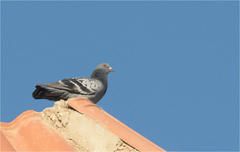 Columba livia