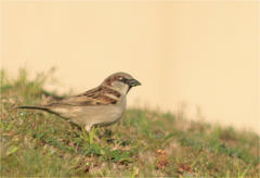 Passer domesticus