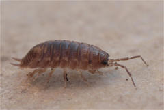 Porcellio laevis