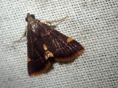 Hypsopygia marthalis