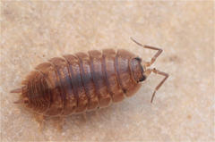 Porcellio laevis