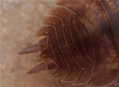 Porcellio laevis