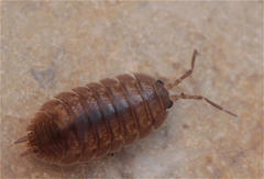 Porcellio laevis