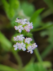 Valerianella vesicaria