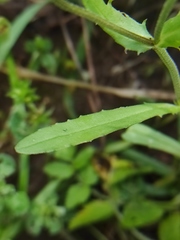 Valerianella vesicaria