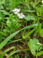 Valerianella vesicaria