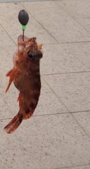 Sebastiscus marmoratus