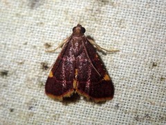 Hypsopygia marthalis