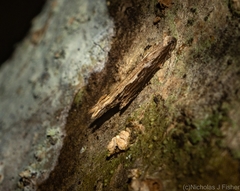 Hypatima spathota