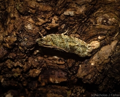 Metrioglypha phyllodes