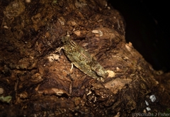 Metrioglypha phyllodes