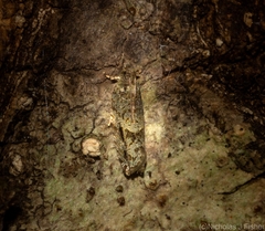 Metrioglypha phyllodes