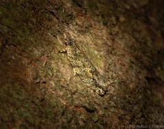 Metrioglypha phyllodes