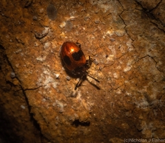 Stenotarsus bimaculipennis