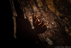 Episcaphula tamburinea