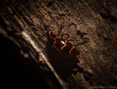 Episcaphula tamburinea