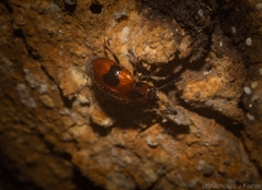 Stenotarsus bimaculipennis