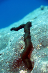 Synaptula reciprocans