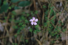 Oxalis bifida