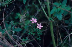 Oxalis bifida