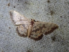 Idaea phaeocrossa