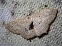 Scopula hyphenophora