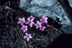 Oxalis polyphylla pentaphylla