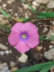 Linum pubescens