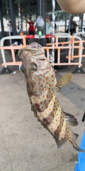 Epinephelus bleekeri