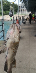 Epinephelus bleekeri