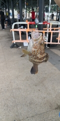 Epinephelus bleekeri