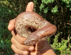 Eryx whitakeri