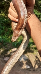 Eryx whitakeri
