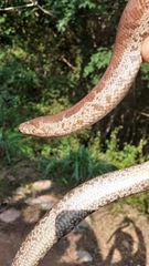 Eryx whitakeri