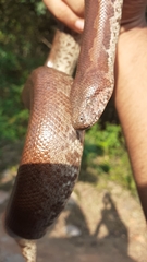 Eryx whitakeri