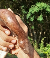 Eryx whitakeri