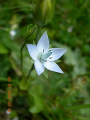 Lomatogonium carinthiacum