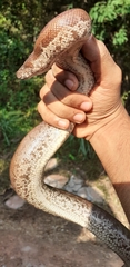 Eryx whitakeri