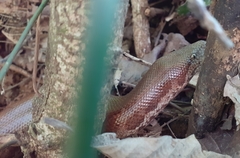 Eryx whitakeri