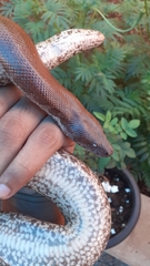 Eryx whitakeri