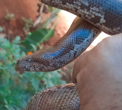 Eryx whitakeri