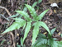 Tectaria subtriphylla