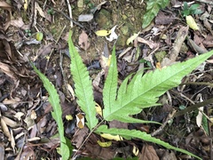 Tectaria subtriphylla